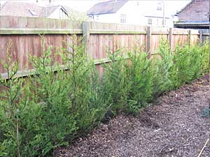 trees planted in new garden