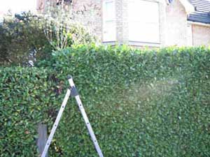 a hedge in the process of being cut
