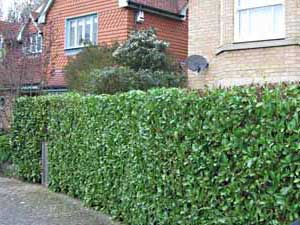 hedge completed and cut